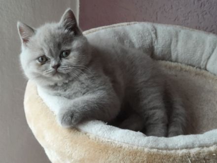 Bkh Kitten