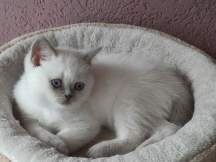 Bkh Kitten