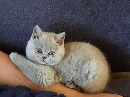 Bkh Kitten