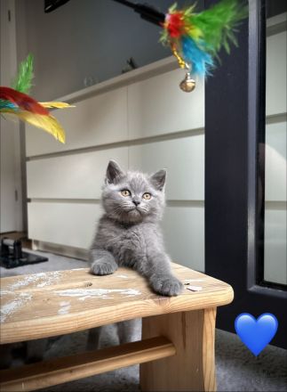 Britisch Kurzhaar Kitten aus familiärer Hobbyzucht
