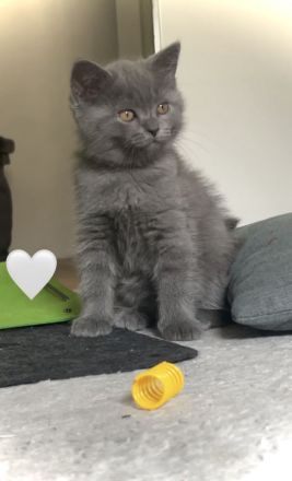 Britisch Kurzhaar Kitten aus familiärer Hobbyzucht