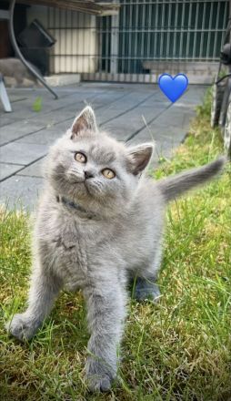 Britisch Kurzhaar Kitten aus familiärer Hobbyzucht