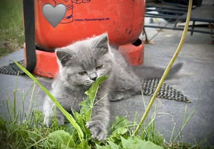 Britisch Kurzhaar Kitten aus familiärer Hobbyzucht