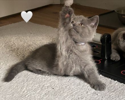 Britisch Kurzhaar Kitten aus familiärer Hobbyzucht