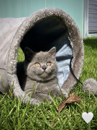 Britisch Kurzhaar Kitten aus familiärer Hobbyzucht