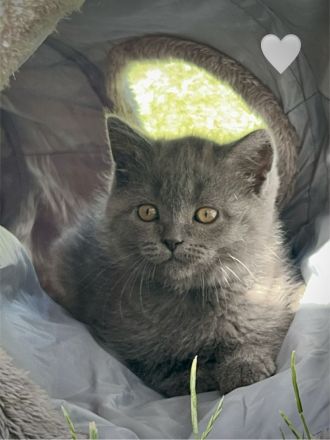 Britisch Kurzhaar Kitten aus familiärer Hobbyzucht