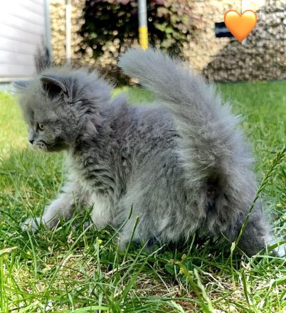 Britisch Kurzhaar Kitten aus familiärer Hobbyzucht