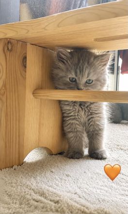 Britisch Kurzhaar Kitten aus familiärer Hobbyzucht