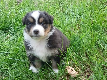Aussergewöhnliche Australian Shepherd Welpen mit Papieren
