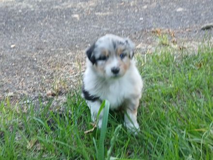 Aussergewöhnliche Australian Shepherd Welpen mit Papieren
