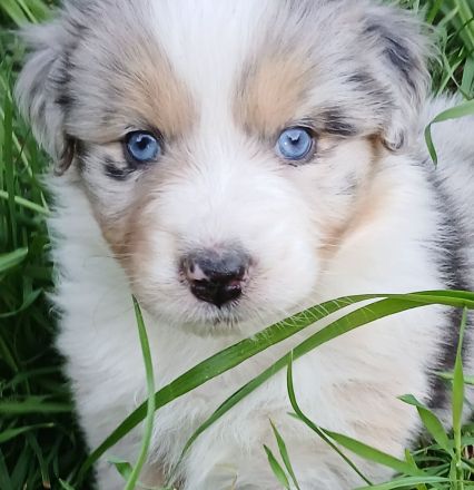 Aussergewöhnliche Australian Shepherd Welpen mit Papieren