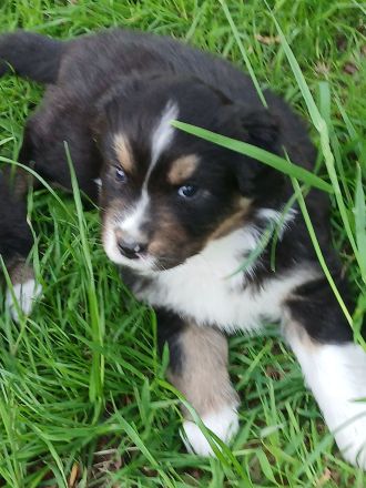 Aussergewöhnliche Australian Shepherd Welpen mit Papieren