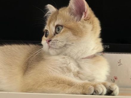 Seltene goldene Briten-Chinchilla-Kätzchen, Ahnentafel!