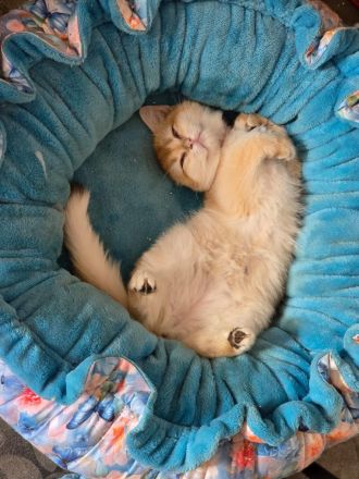 Seltene goldene Briten-Chinchilla-Kätzchen, Ahnentafel!
