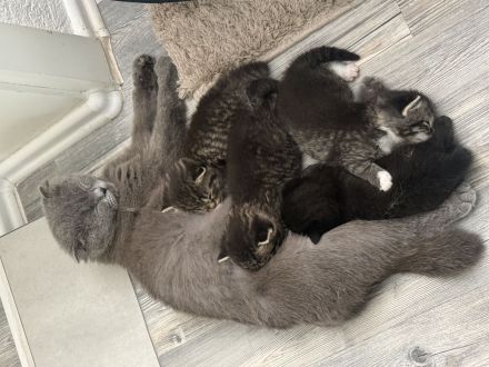 BKH Kitten