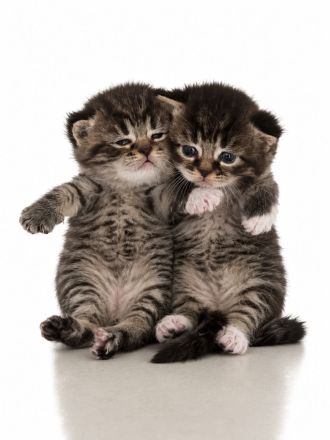 BKH Kitten