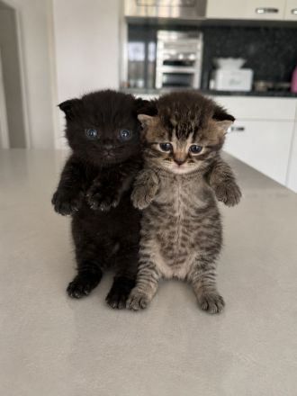 BKH Kitten