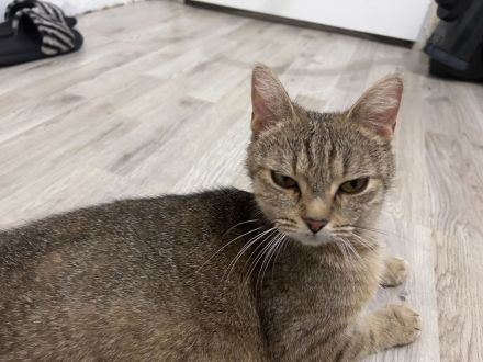 Coffee Cat