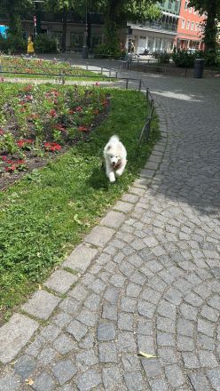 Samojeden Welpe sucht ein liebevolles Zuhause
