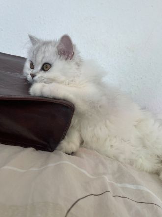 Wunderschöne Britisch Kurzhaar Kitten BLH abzugeben