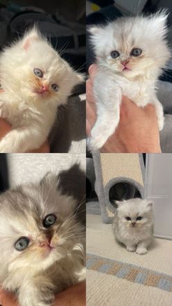Kitten Abgabebereit Britisch Kurzhaar/ BLH