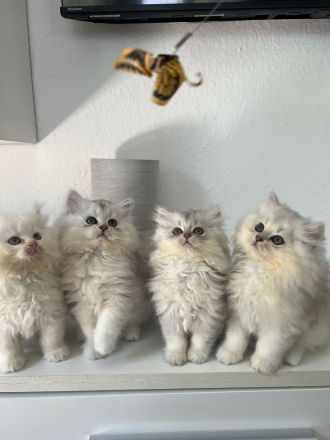 Süße BKH Kitten abzugeben