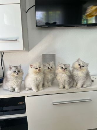 Süße BKH Kitten abzugeben
