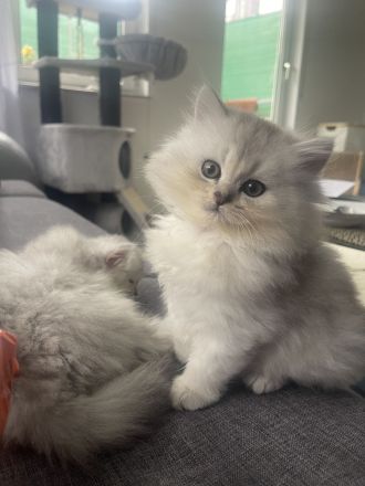 Süße BKH Kitten abzugeben