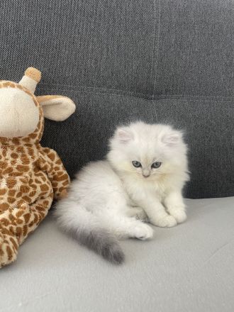 Süße BKH Kitten abzugeben