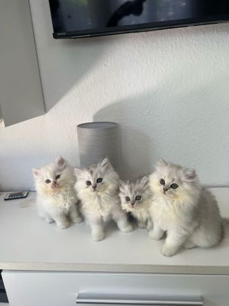 Süße BKH Kitten abzugeben