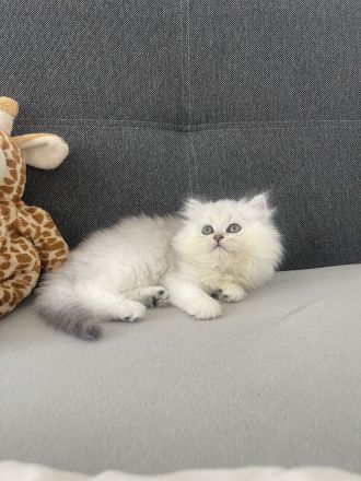 Süße BKH Kitten abzugeben