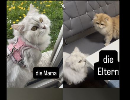 Kitten Abgabebereit Britisch Kurzhaar/ BLH