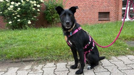 Mindy sucht ein neues Zuhause