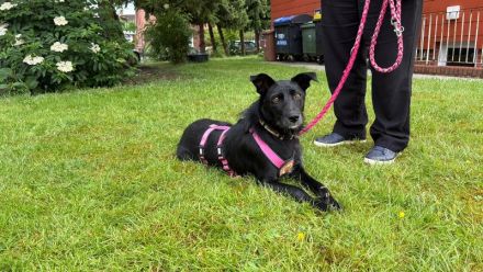 Mindy sucht ein neues Zuhause