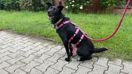 Mindy sucht ein neues Zuhause
