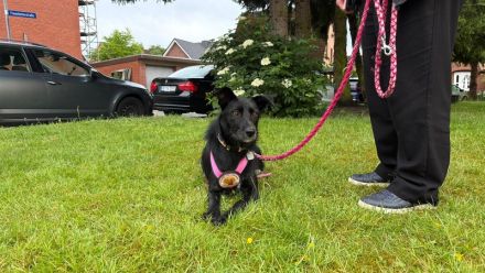 Mindy sucht ein neues Zuhause