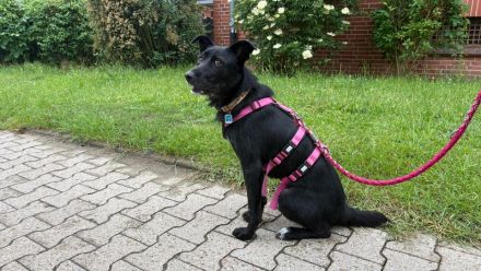 Mindy sucht ein neues Zuhause