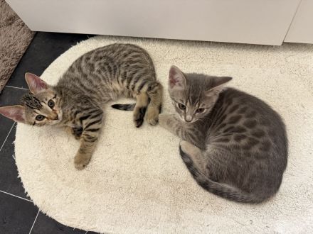 Katzenbabys Bengal x BKH mix