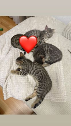 Katzenbabys Bengal x BKH mix