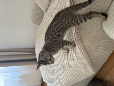 Katzenbabys Bengal x BKH mix