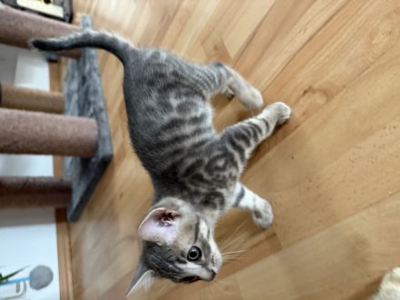Katzenbabys Bengal x BKH mix