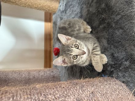 Katzenbabys Bengal x BKH mix