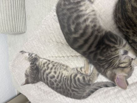 Katzenbabys Bengal x BKH mix