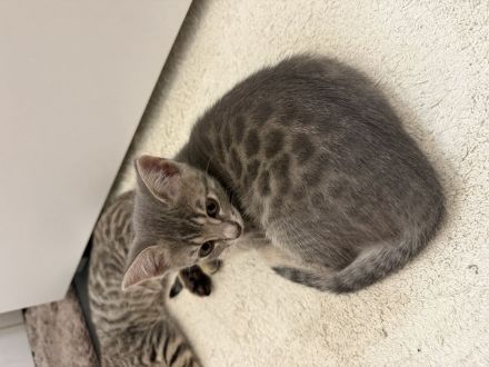 Katzenbabys Bengal x BKH mix