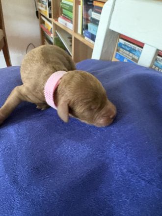 Cockapoo aus der Villa Dutschke