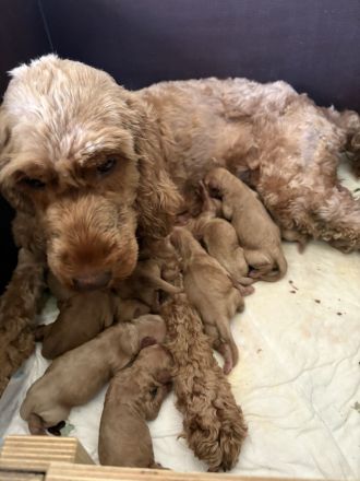 Cockapoo aus der Villa Dutschke