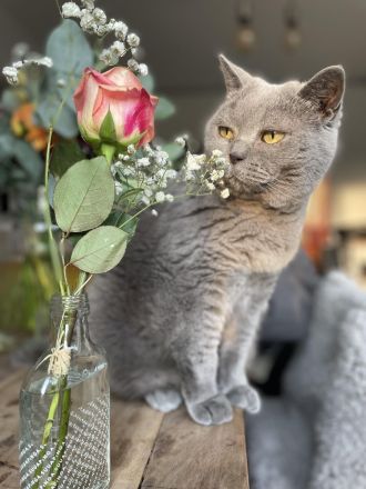 2 British Kurzhaar Katzen