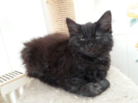 schwarze Kater (Kitten) mit Maine Coon Aussehen