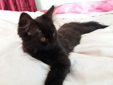 schwarze Kater (Kitten) mit Maine Coon Aussehen