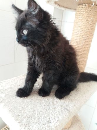 schwarze Kater (Kitten) mit Maine Coon Aussehen